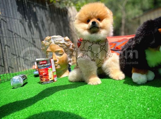 Ayı Surat Pomeranian Boo Yavrularımız görsel