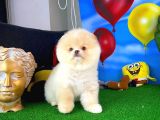 Ayı Surat Pomeranian Boo Yavrularımız