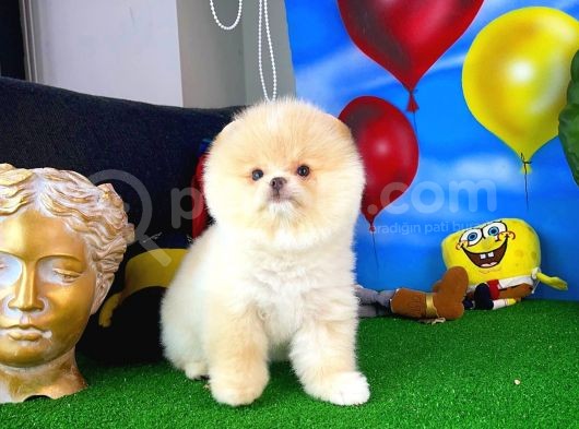 Ayı Surat Pomeranian Boo Yavrularımız görsel