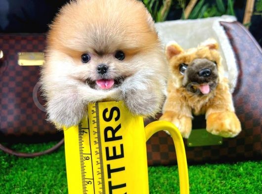 Ayı Surat Pomeranian Boo Yavrularımız