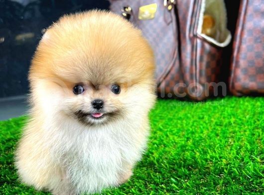 Ayı Surat Pomeranian Boo Yavrularımız görsel