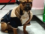 Fransız Buldog Yavruları