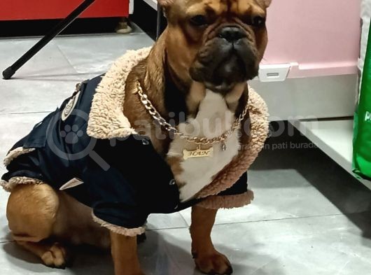 Fransız Buldog Yavruları