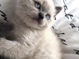Erkek Blue Poi̇nt Beyaz Mavi̇ Göz Yavrumuz Ai̇lesi̇ni̇ Ariyor