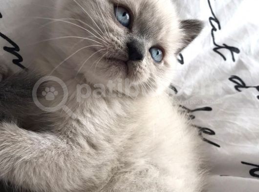 Erkek Blue Poi̇nt Beyaz Mavi̇ Göz Yavrumuz Ai̇lesi̇ni̇ Ariyor