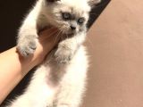 Erkek Blue Poi̇nt Beyaz Mavi̇ Göz Yavrumuz Ai̇lesi̇ni̇ Ariyor