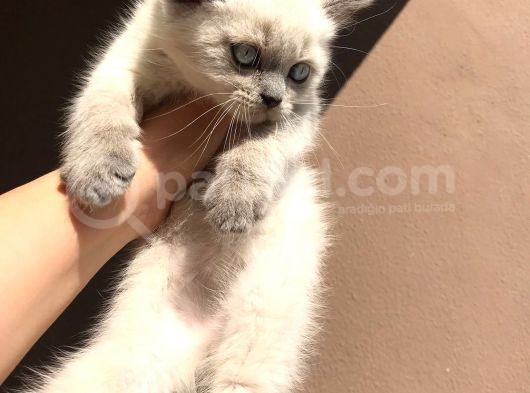 Erkek Blue Poi̇nt Beyaz Mavi̇ Göz Yavrumuz Ai̇lesi̇ni̇ Ariyor görsel
