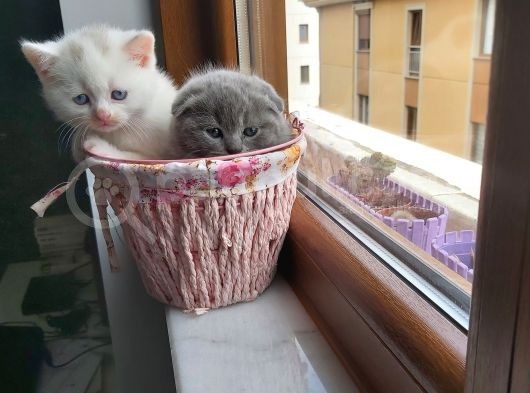 2 Beyaz British Shorthair Yavru görsel