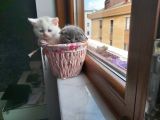 2 Beyaz British Shorthair Yavru