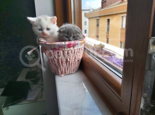 2 Beyaz British Shorthair Yavru görsel