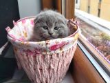 2 Scottish Fold Yavru