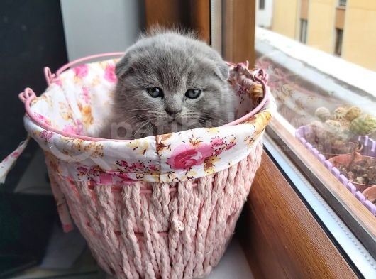 2 Scottish Fold Yavru görsel