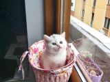 2 Beyaz British Shorthair Yavru