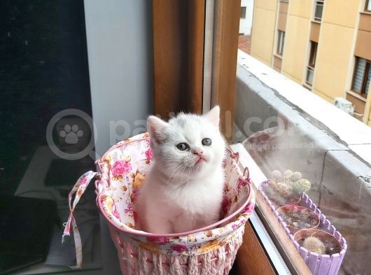 2 Beyaz British Shorthair Yavru görsel