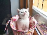 2 Beyaz British Shorthair Yavru