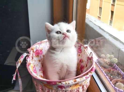 2 Beyaz British Shorthair Yavru görsel