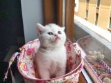 2 Beyaz British Shorthair Yavru