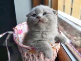 2 Scottish Fold Yavru