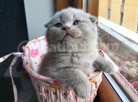 2 Scottish Fold Yavru görsel