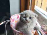 2 Scottish Fold Yavru