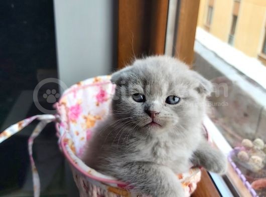 2 Scottish Fold Yavru