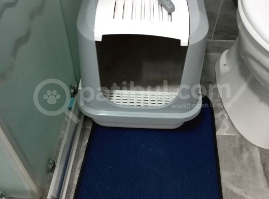 7 Aylık British Blue Point görsel