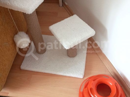 7 Aylık British Blue Point görsel
