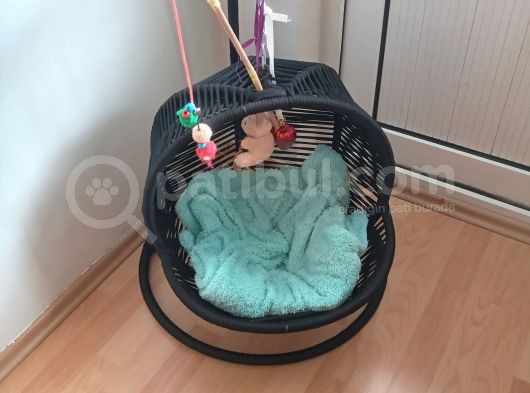 7 Aylık British Blue Point görsel
