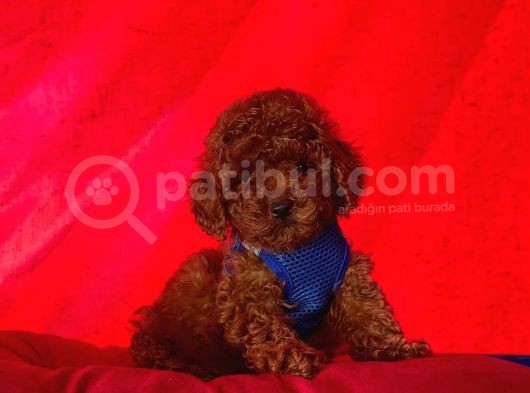 Safkan Toy Poodle Yavrularımız