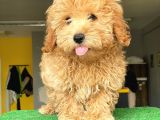 Orji̇nal Malti̇po