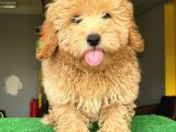 Orji̇nal Malti̇po