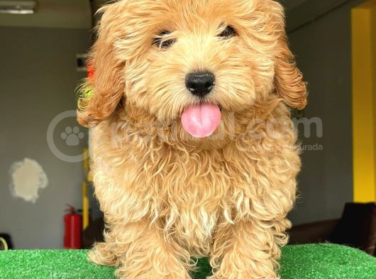 Orji̇nal Malti̇po görsel