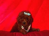 Safkan Toy Poodle Yavrularımız