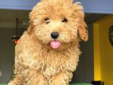 Orji̇nal Malti̇po