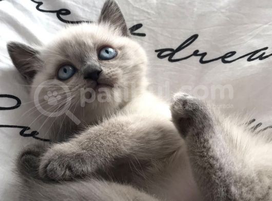 Erkek Blue Poi̇nt Beyaz Mavi̇ Göz Yavrumuz Ai̇lesi̇ni̇ Ariyor görsel