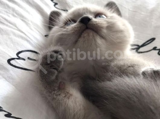 Erkek Blue Poi̇nt Beyaz Mavi̇ Göz Yavrumuz Ai̇lesi̇ni̇ Ariyor görsel