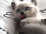 Erkek Blue Poi̇nt Beyaz Mavi̇ Göz Yavrumuz Ai̇lesi̇ni̇ Ariyor