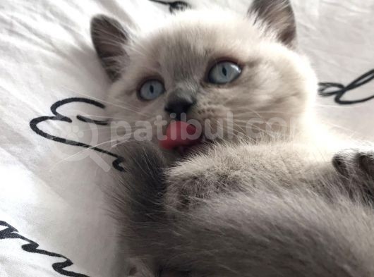 Erkek Blue Poi̇nt Beyaz Mavi̇ Göz Yavrumuz Ai̇lesi̇ni̇ Ariyor görsel