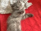 Minik Kedilerim