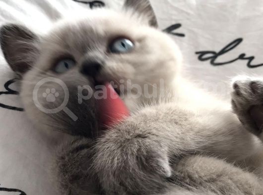 Erkek Blue Poi̇nt Beyaz Mavi̇ Göz Yavrumuz Ai̇lesi̇ni̇ Ariyor görsel
