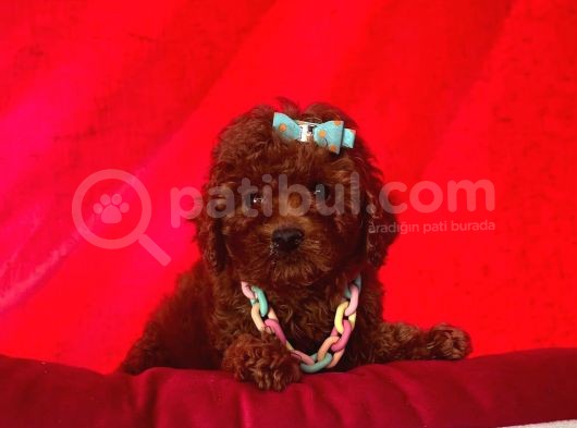Safkan Toy Poodle Yavrularımız görsel