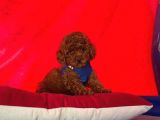 Safkan Toy Poodle Yavrularımız