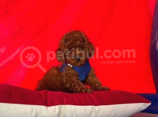 Safkan Toy Poodle Yavrularımız görsel