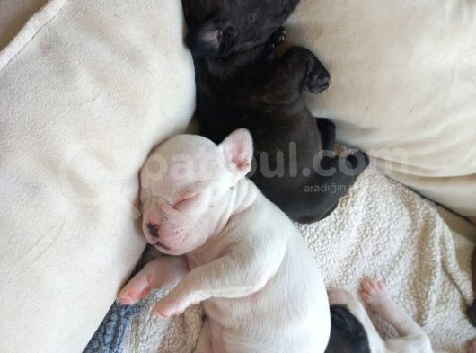 Fransız Buldog Yavruları görsel