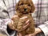 Bebek Surat Toy Poodle Yavrular
