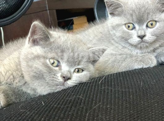 Minik Kedilerim
