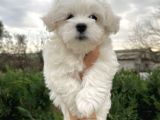 Show Kalite Maltese Terrier Yavrularımız