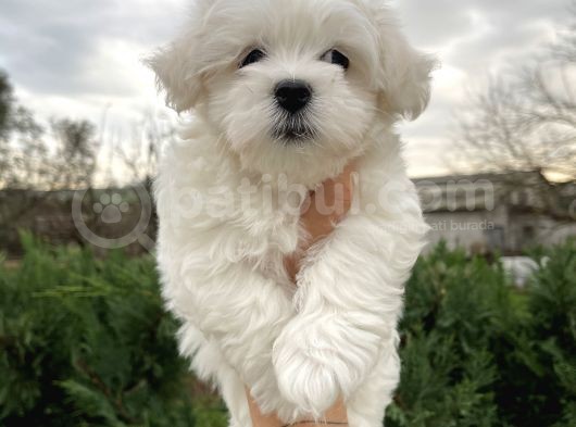 Show Kalite Maltese Terrier Yavrularımız