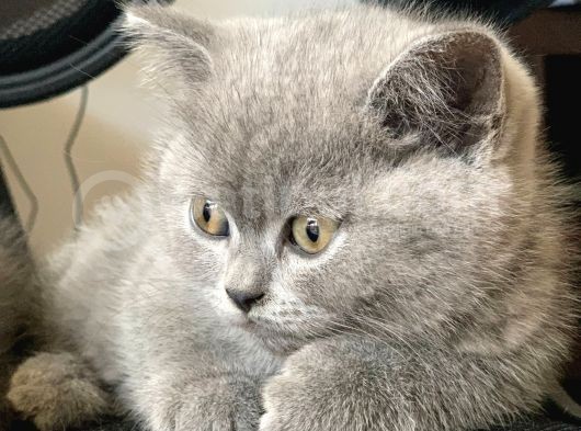 Minik Kedilerim görsel