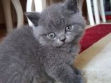 Ankara İçi Kedi Sahiplendirme